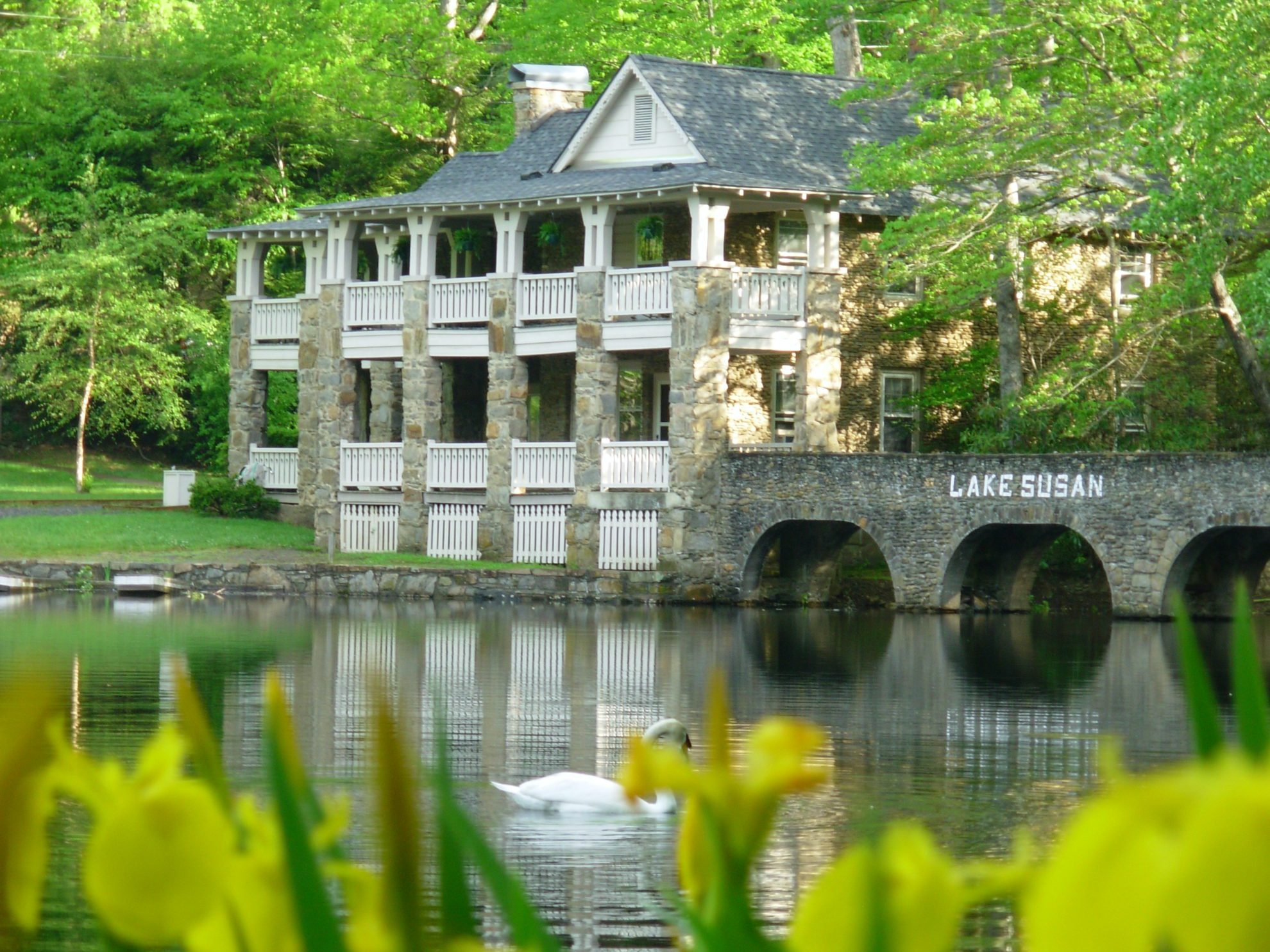 Swan swimming in Lake Susan with daffodils in the foreground.